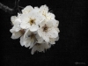 Cherry Blossom