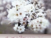 Softly (Cherry Blossoms)
