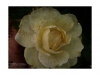 Renaissance Style Rose